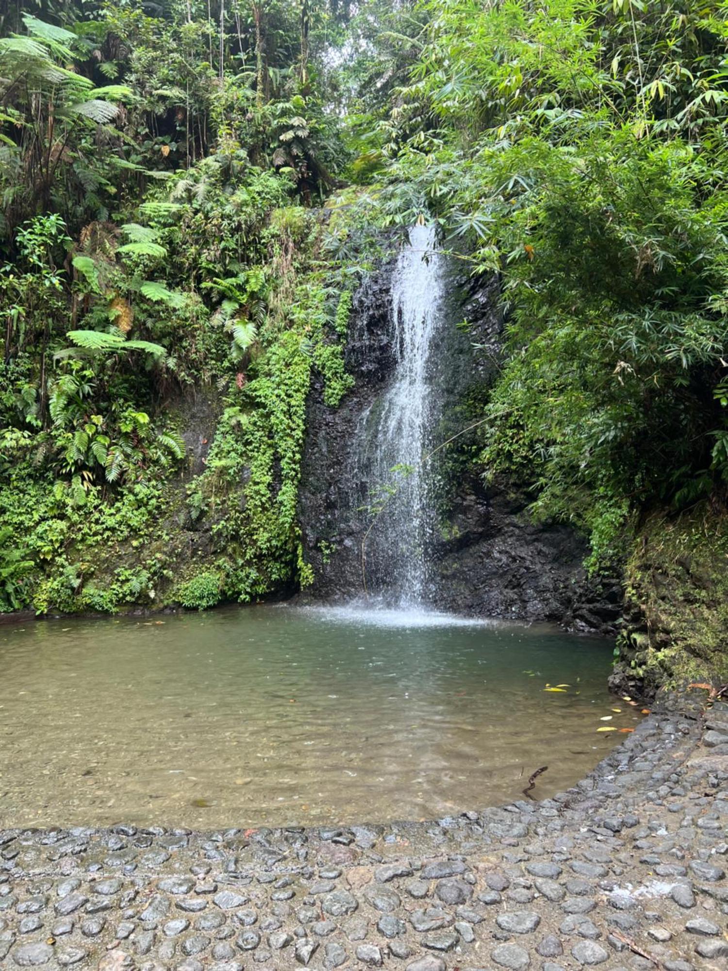 Le Ketmie Nature Et Decouverte Fond-Saint-Denis Extérieur photo